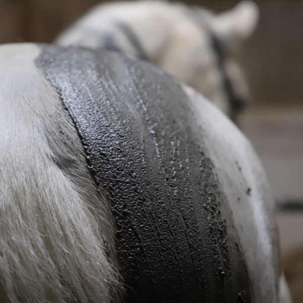 Application de la boue auto-chauffante sur le poil et la peau du cheval, pour une meilleure récupération
