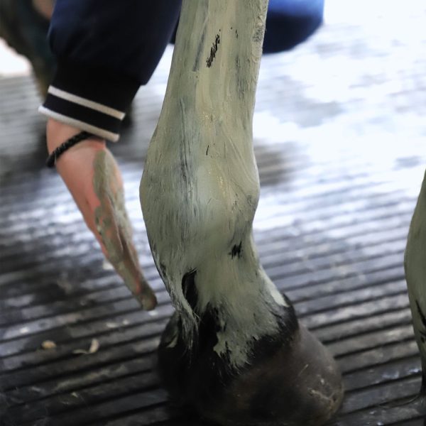 Application de la pâte algues argile Cavasso pour drainer et remineraliser les membres du cheval