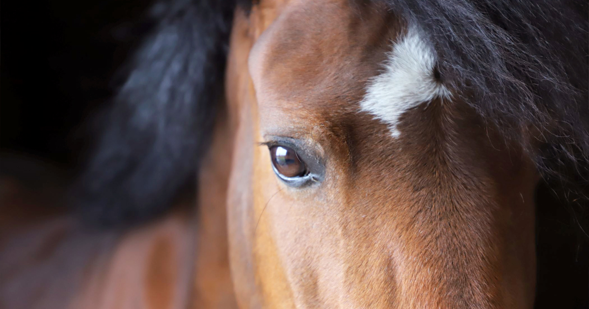 Cavasso, des soins créés par amour des chevaux