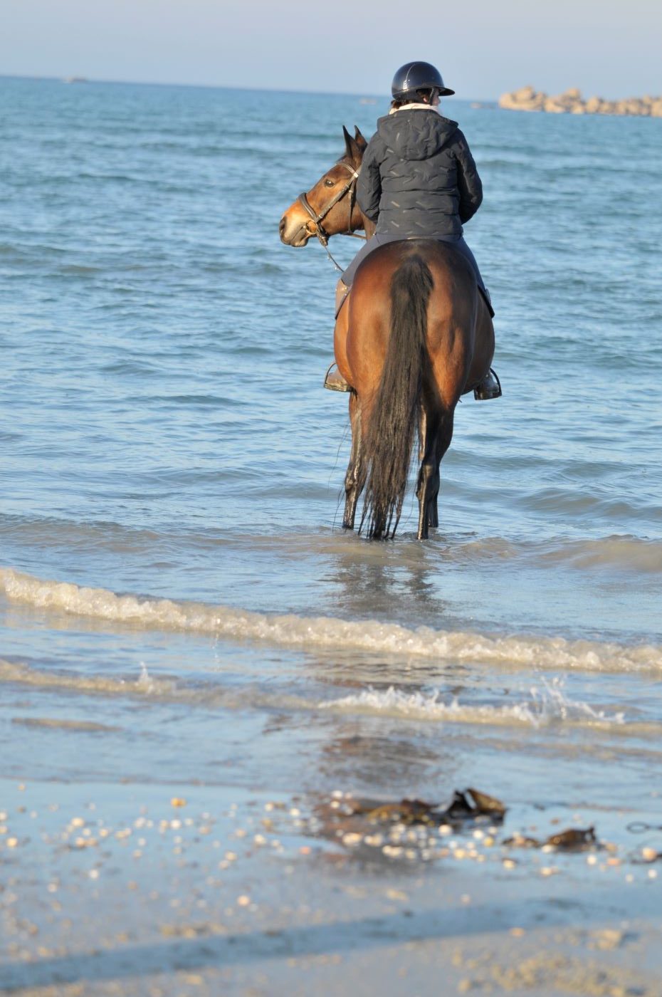 Ancrée en Finistère. Avec les chevaux et la mer.
