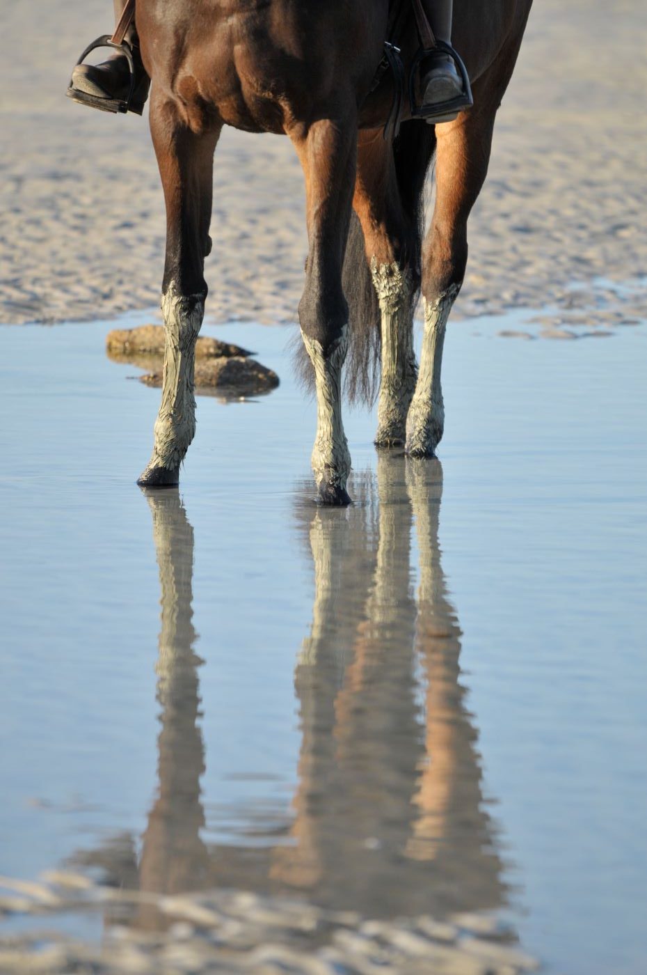 Le mélange algues-argile : une potion magique pour les jambes du cheval
