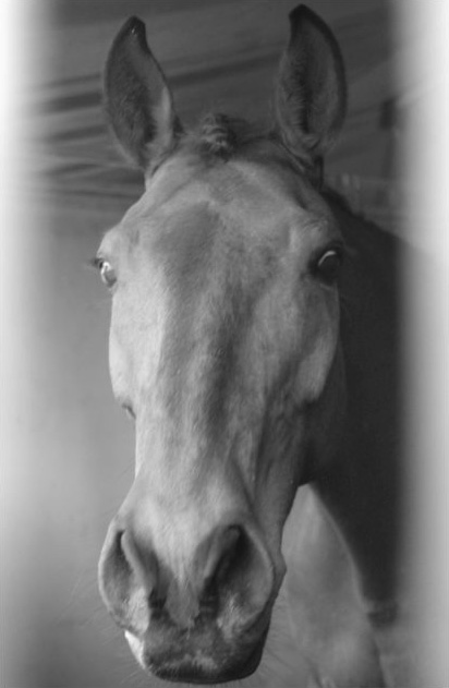 cavasso-et-ses-chevaux-1-galipot