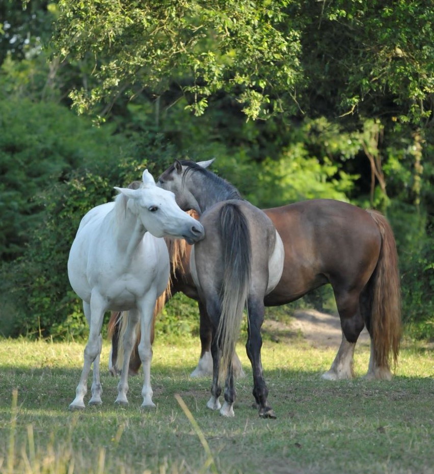 deux chevaux au pré se toilettant mutuellement