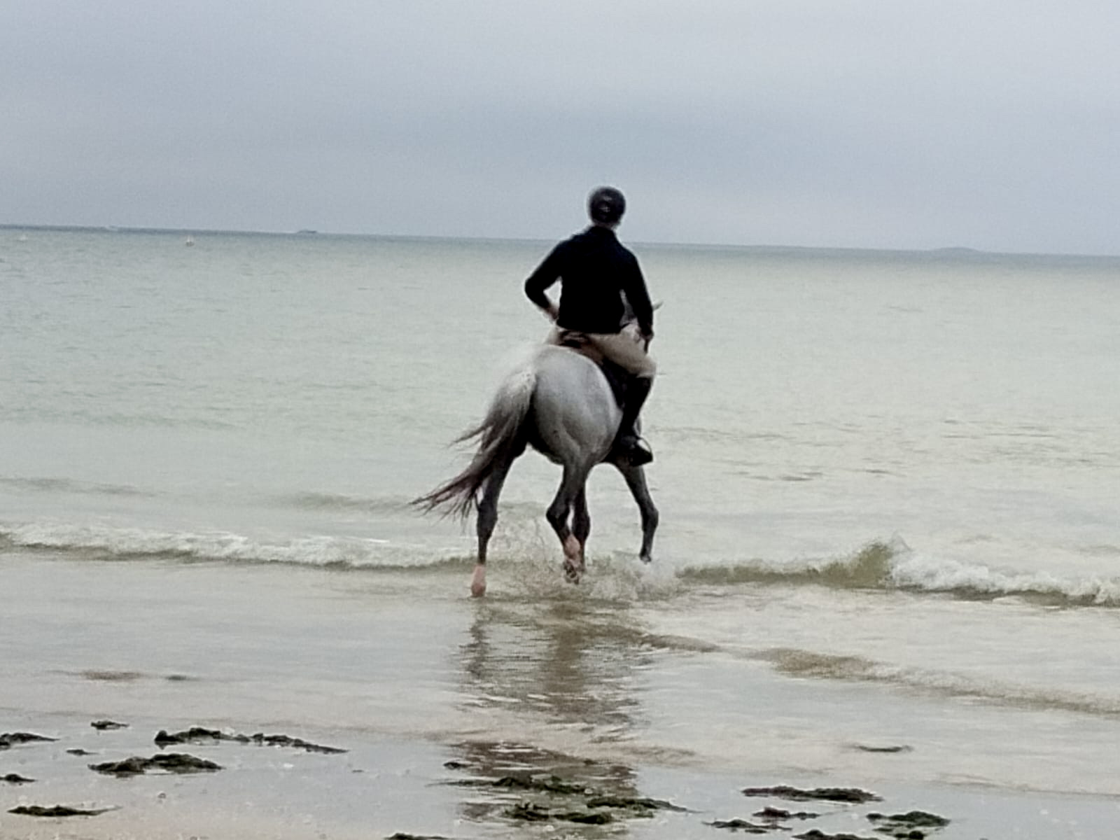 Sylvain, le groom de Gregory Whatelet marchant le cheval Nevados dans la mer au concours international de saut d'obstacles de La Baule 2023