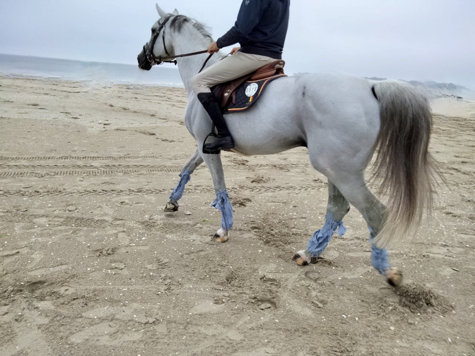 Sylvain et Nevados, le cheval de concours de Gregory Whathelet, en route pour la mer afin de retirer un soin aux algues Cavasso aux CSIO 5* de La Baule 2023