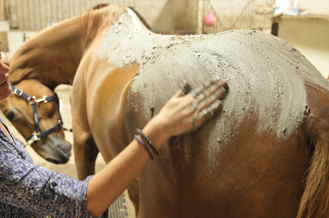 un cheval reçoit un soin de boue autochauffante Cavasso. Le soigneur étale la pate aux algues sur le dos et la croupe.