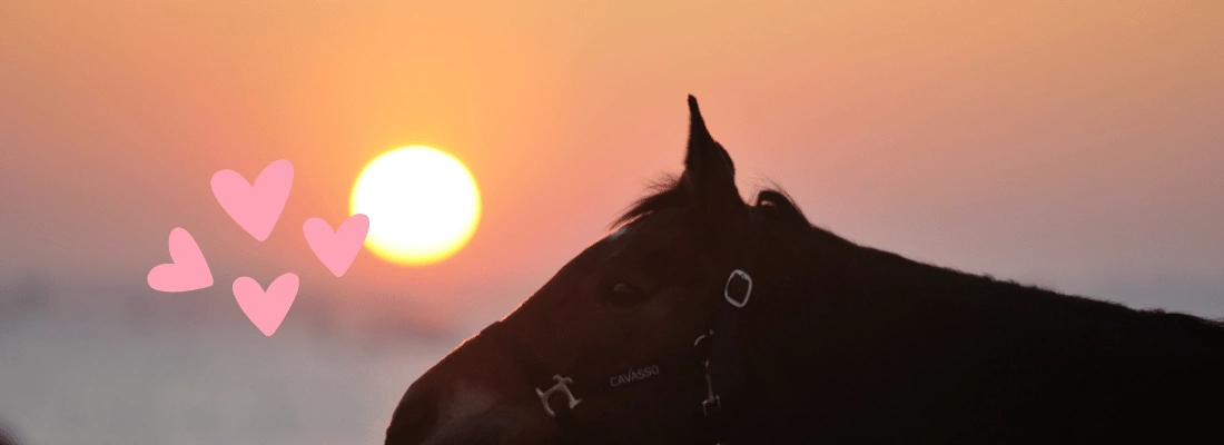 la tête d'un cheval sous le soleil couchant dans une lumière rose