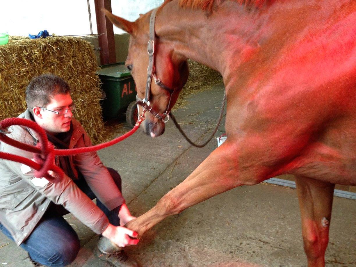 Julien Adam, partenaire cavasso et masseur équin de chevaux de sport, en train d'étirer l'antérieur d'un cheval.