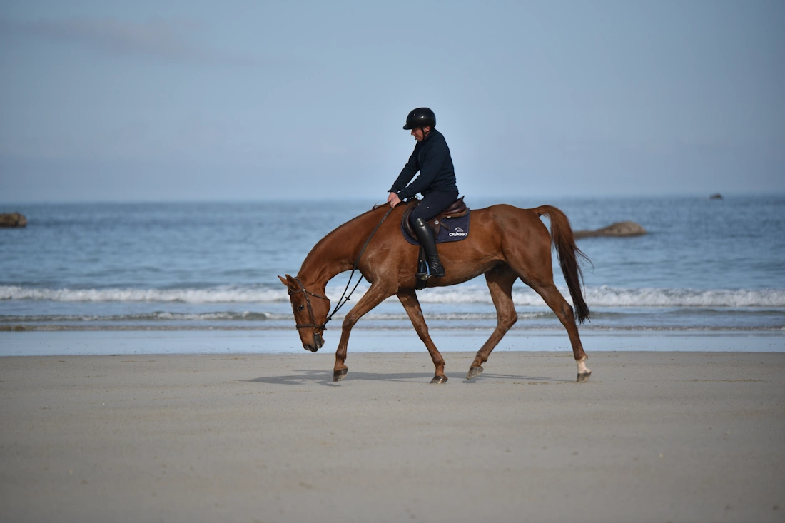 un cheval au trot, lors d'une exercice de stretching, à la plage, en automne