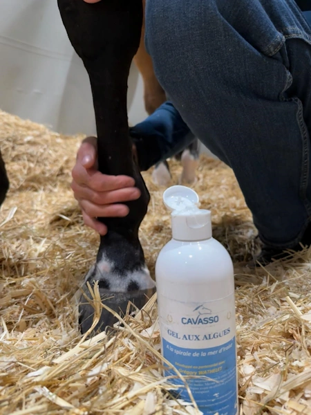 Massage des jambes d'un cheval de l'écurie Gregory Wathelet avec le Gel aux Algues Cavasso lors d'un concours international de saut d'obstacles