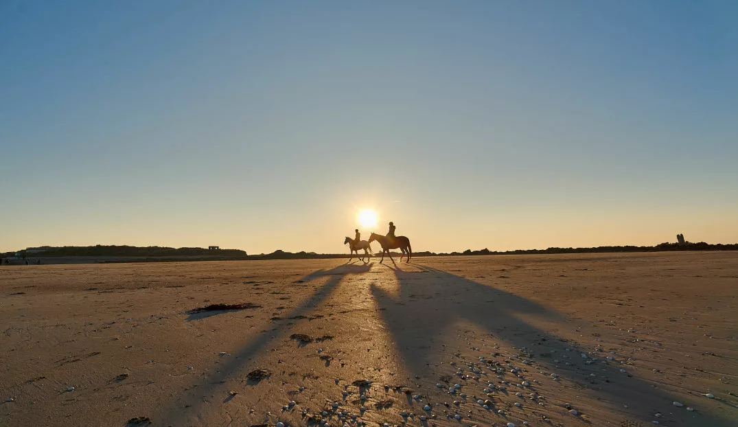 Deux chevaux de sport de l'écurie Cavasso, marchant sur une plage du Finistère, en récupération après l'effort, au crépuscule, en hiver.